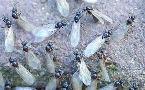 các loại kiến có cánh